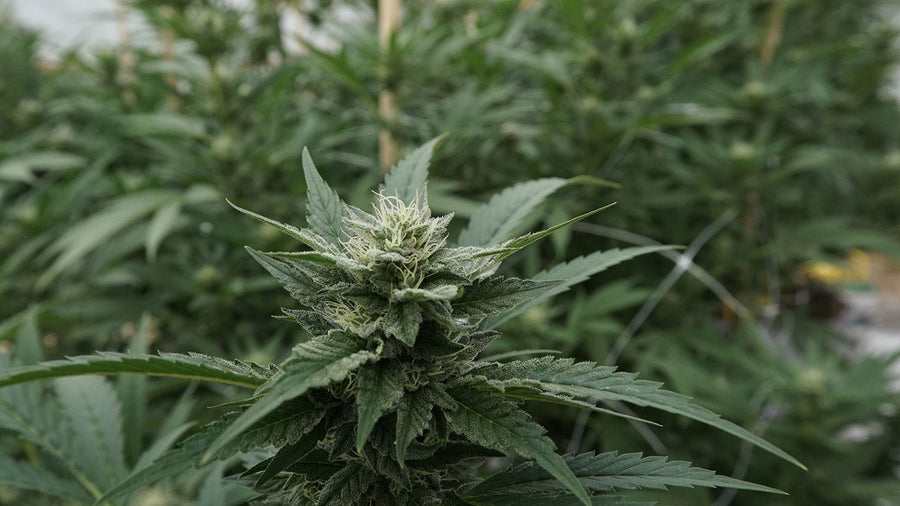 Are chronic joint pain remedies going to pot?