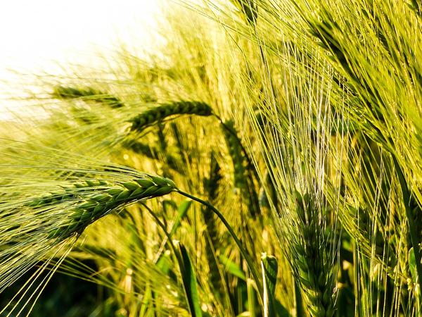 Lose the Wheat, Lose the Joint Pain: The Hidden Grief of Wheat