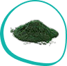 Stinging Nettle